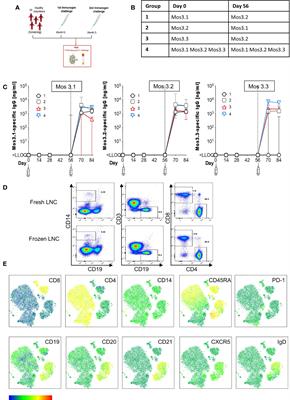 Comparison of blood and lymph node cells after intramuscular injection with HIV envelope immunogens